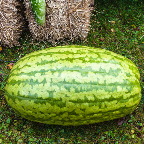 Watermelon - Carolina Cross - SeedsNow.com