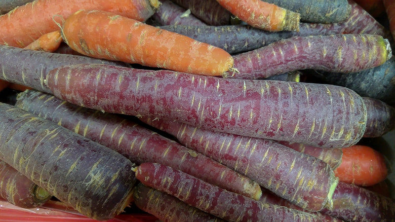 Carrot - Cosmic Purple, 7" Long - SeedsNow.com