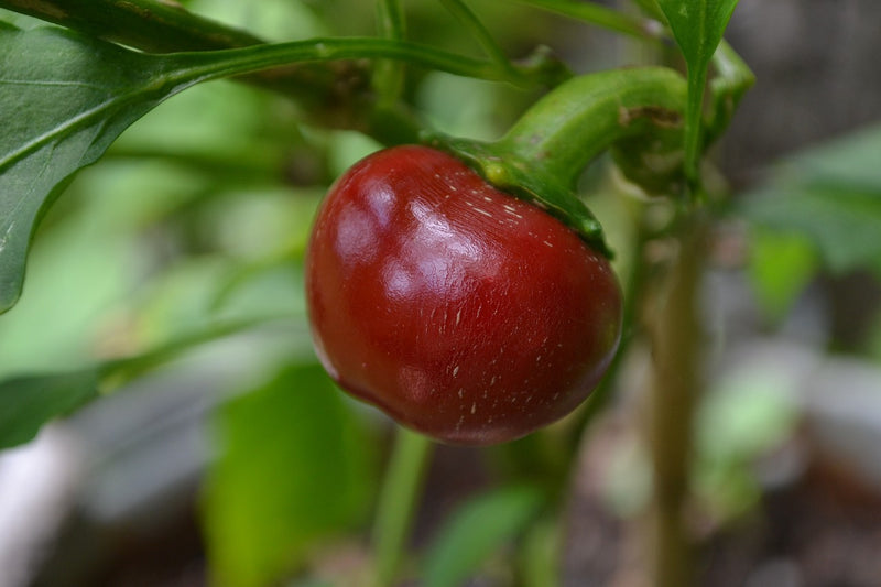Pepper (Sweet) - Cherry, Large Red