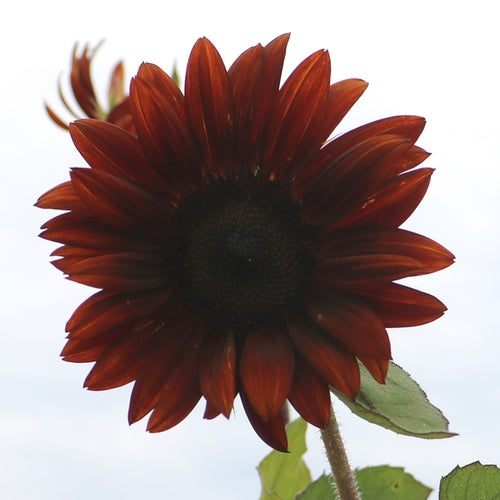 Flowers - Sunflower, Chocolate Cherry - SeedsNow.com
