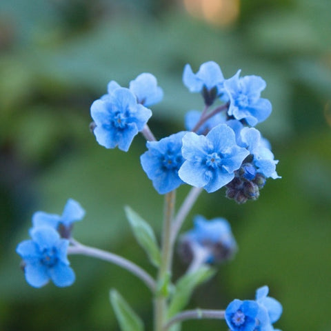 forget me not flower from seed Forget-Me-Not Flower seeds