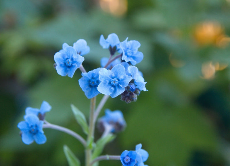 Seed Needs, Chinese Forget-Me-Not (Cynoglossum amabile) 1,500 Seeds