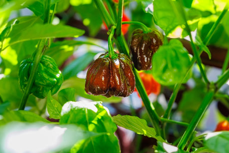 Chocolate habanero hot pepper seeds from SeedsNow, showing vibrant dark brown peppers with wrinkled skin and fiery appearance.