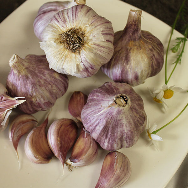 Garlic - (Hard Neck) Purple Creole - SeedsNow.com