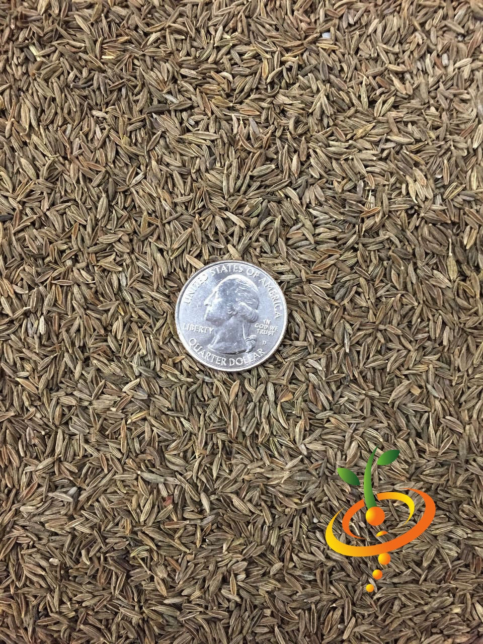 Cumin, Classic seeds – SeedsNow.com