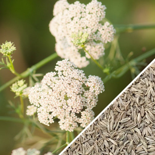 Cumin, Classic seeds – SeedsNow.com