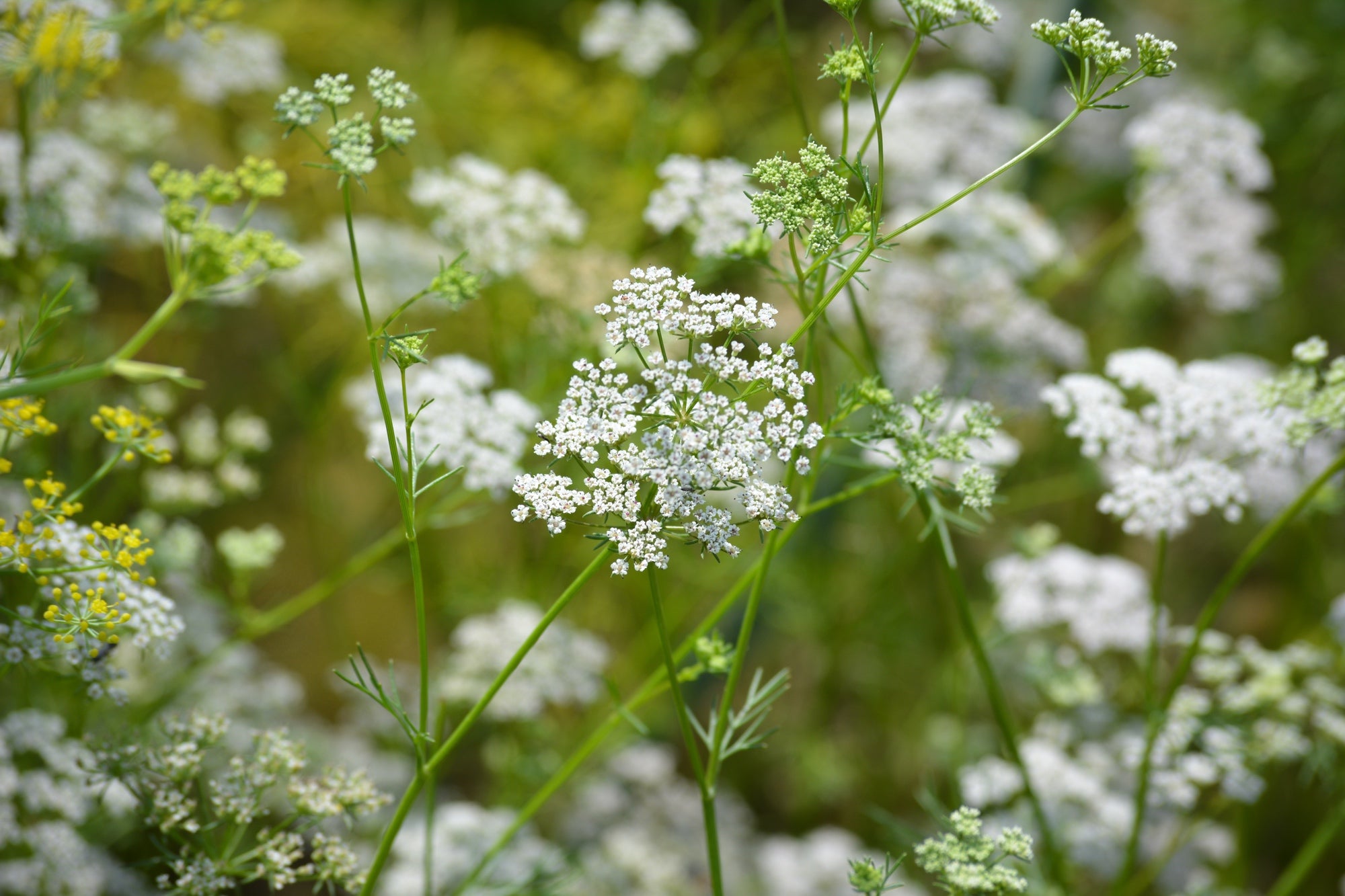 Cumin, Classic seeds – SeedsNow.com
