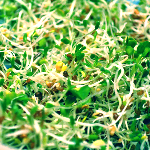 Sprouts/Microgreens - Radish, Daikon - SeedsNow.com