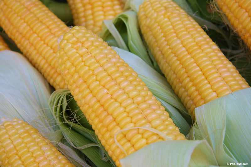 Corn - Fishers Earliest, Sweet (Organic)