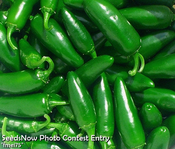 Pepper (Hot) - Jalapeño, Green 🔥🔥
