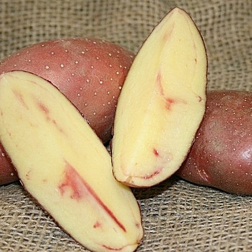 Potato, Fingerling (Late-Season) - French Classic - SeedsNow.com