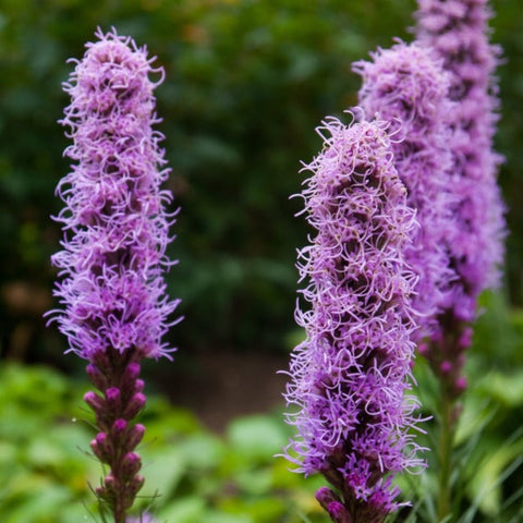 blazing star plants Blazing Star Flower Seeds
