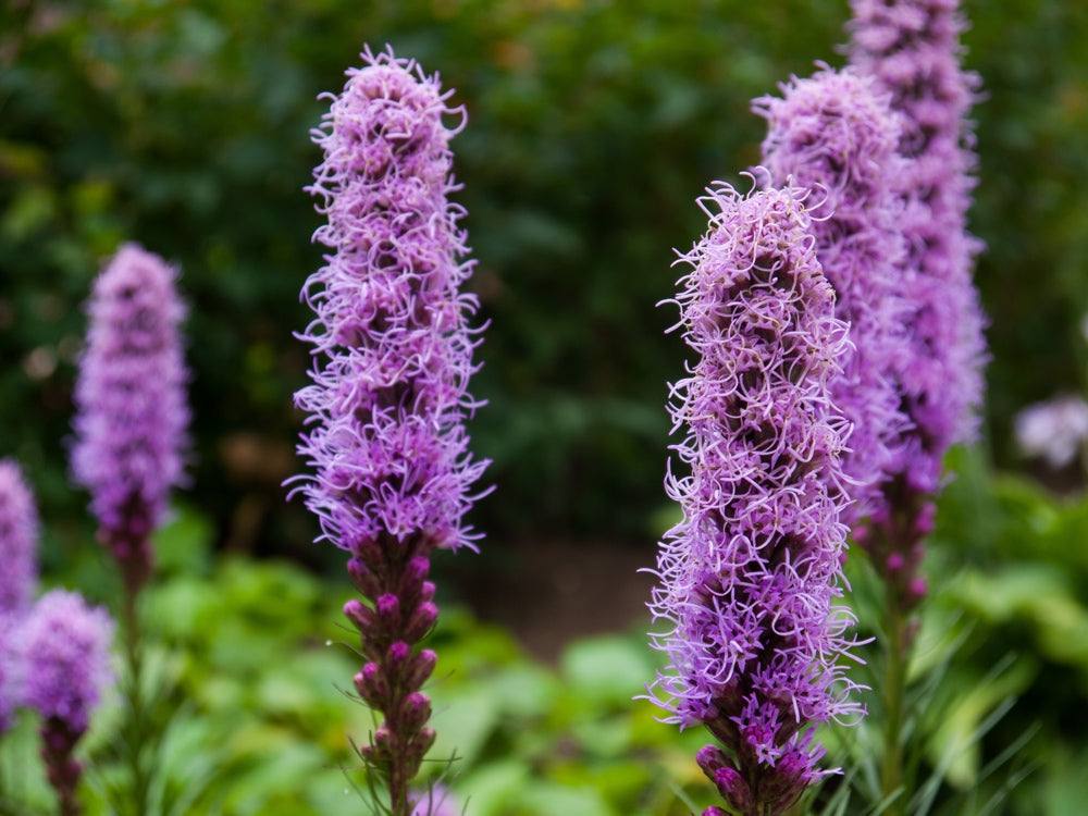 Buy Blazing Star (Liatris spicata) Gayfeather Flower Seeds in the