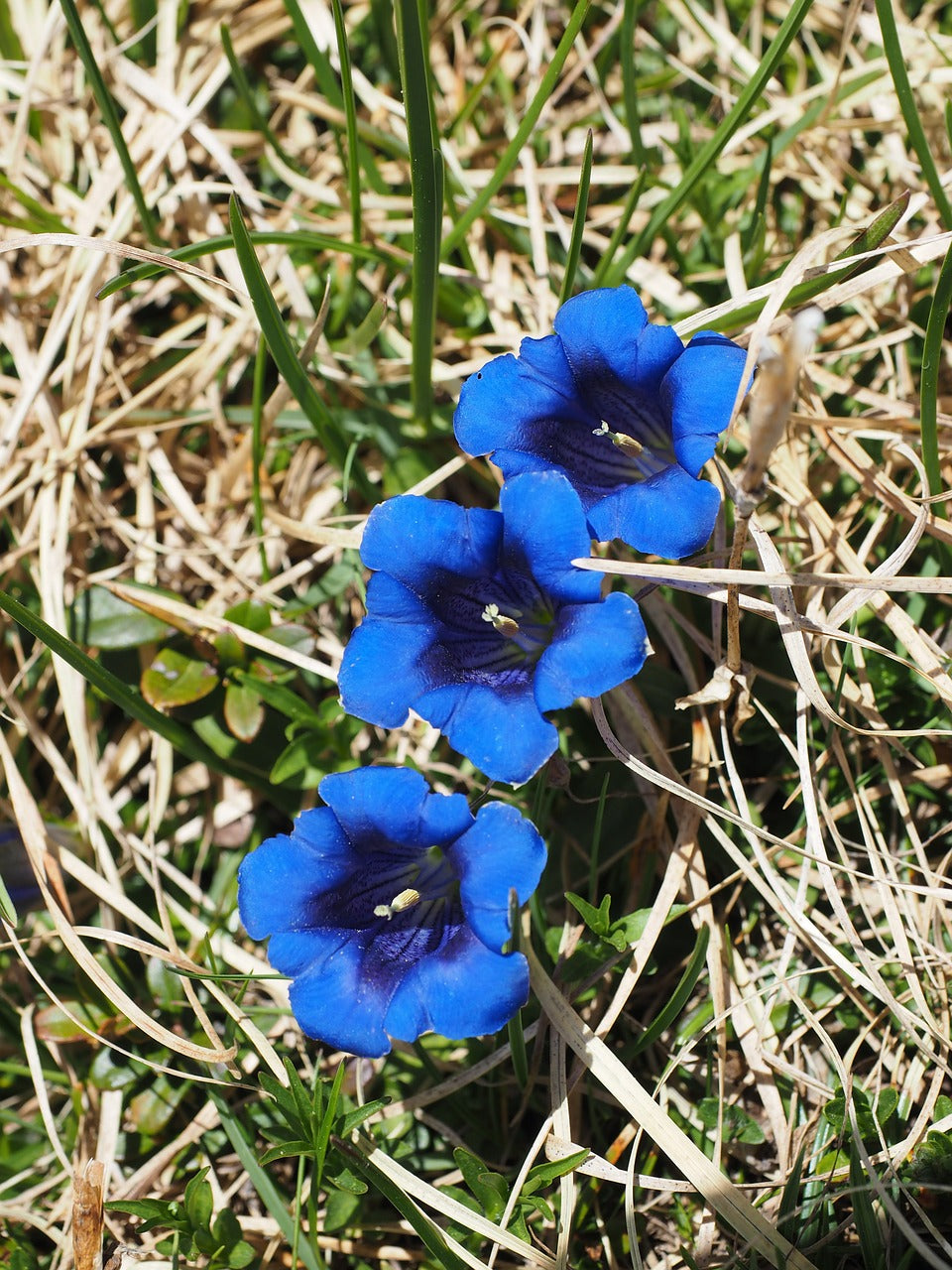 Wildflowers - Blues Brothers Seed Mix – SeedsNow.com
