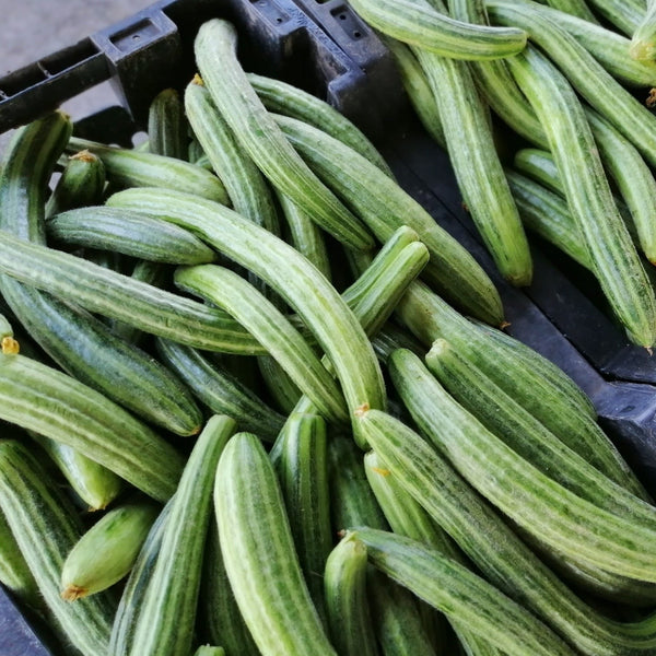 Cucumber - Armenian, Long Green (Metki Serpent Melon) - SeedsNow.com