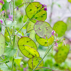 lunaria money plant seeds Lunaria Silver Dollar (Money Plant) Flower seeds – SeedsNow.com