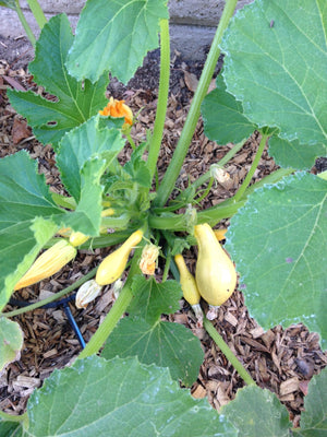 planting yellow squash seeds Squash (Summer)