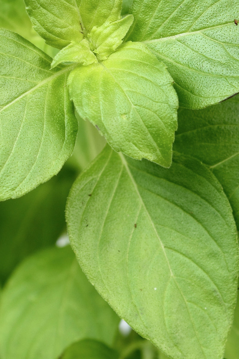 Lemon basil seeds from SeedsNow, small brown seeds for growing fragrant lemon-flavored basil plants.
