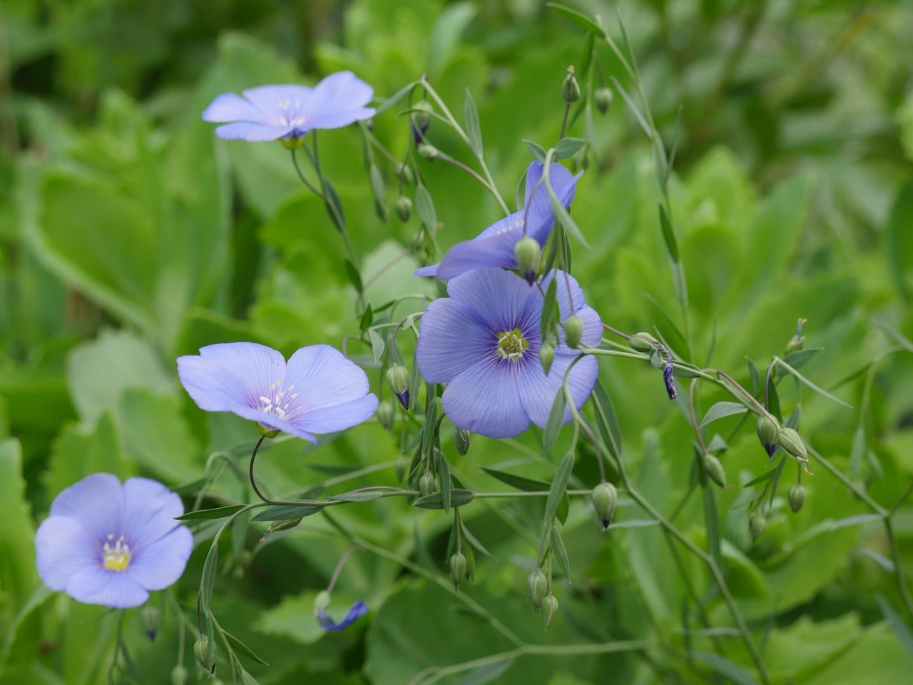 Wildflowers - Blues Brothers Seed Mix – SeedsNow.com