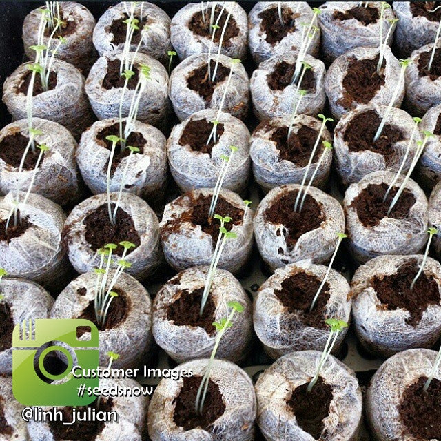Close-up of seedlings sprouting in seed starter pods from an all-in-1 seed starter kit