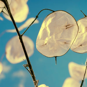 money tree silver Lunaria Silver Dollar (Money Plant) Flower seeds – SeedsNow.com