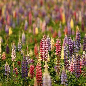 mixed wild flower seeds Wildflowers