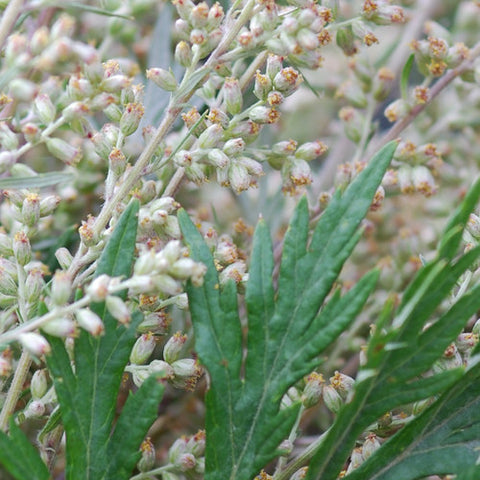 planting mugwort seeds Mugwort seeds – SeedsNow.com