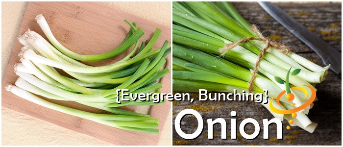 Onion - Evergreen (Bunching).