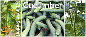 snake cucumber plant Chinese Snake Cucumber Seeds - Grow Long Curved Cucumbers