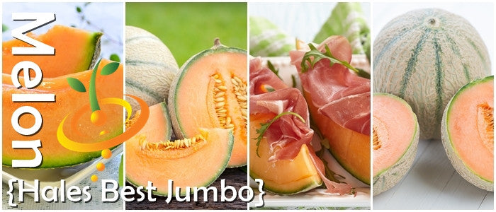 Melon - Hales Best Jumbo.