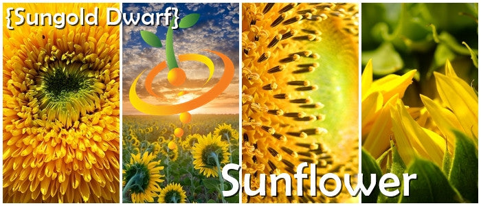 Sunflower - Sungold, Dwarf Sunspot.