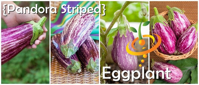 Pandora Striped eggplants with rose-colored white stripes, teardrop-shaped, fresh and ripe purple eggplants on plant and in basket for home gardening and gourmet use