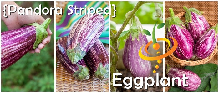Eggplant - Pandora Striped.