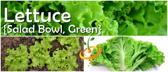 Lettuce - Salad Bowl, Green.