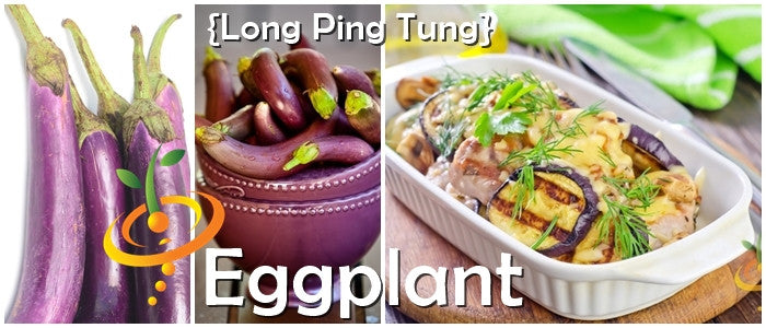 Eggplant - Long Ping Tung.