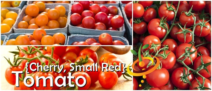 small tomato plant seeds Tomato