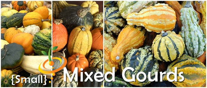 Gourd - Mixed (Small).