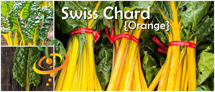 Swiss Chard - Orange seeds - Thumbnail 3