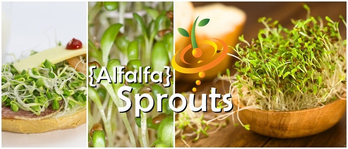 Sprouts/Microgreens - Alfalfa.
