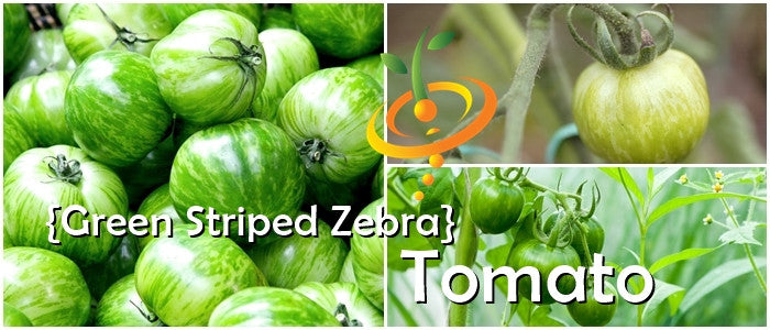 Tomato - Green Striped Zebra [SEMI-DETERMINATE].