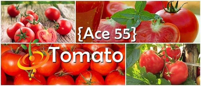 Tomato - Ace 55 [DETERMINATE].