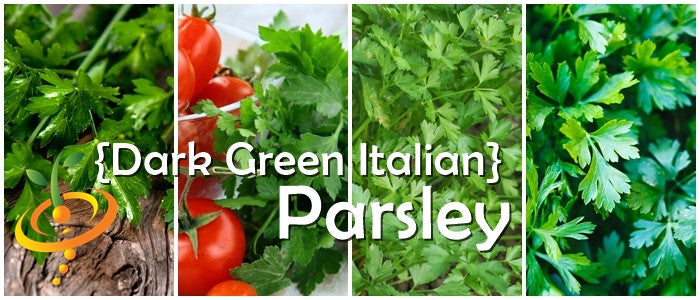 Parsley - Dark Green Italian Giant.