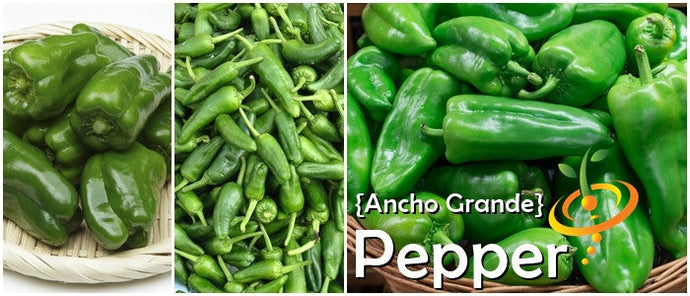 Ancho Grande hot green peppers in baskets and piled up, showcasing thick-skinned mild chili variety