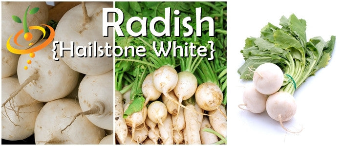 Radish - Hailstone (White).