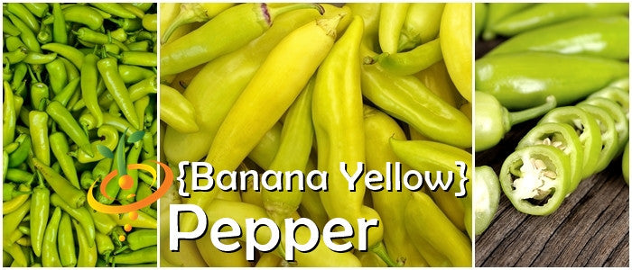 Pepper - Banana, Yellow.