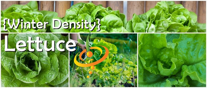 Lettuce - Winter Density.