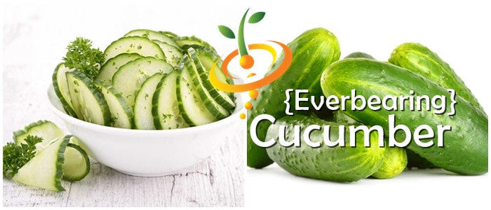 Everbearing cucumber seeds from SeedsNow, showing fresh green cucumber seed packets on a white background.