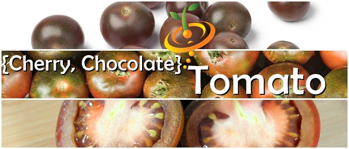 Tomato - Cherry, Chocolate [INDETERMINATE].