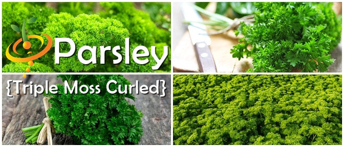 Parsley - Triple Moss Curled.