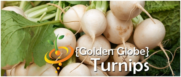 Turnip - Golden Globe.